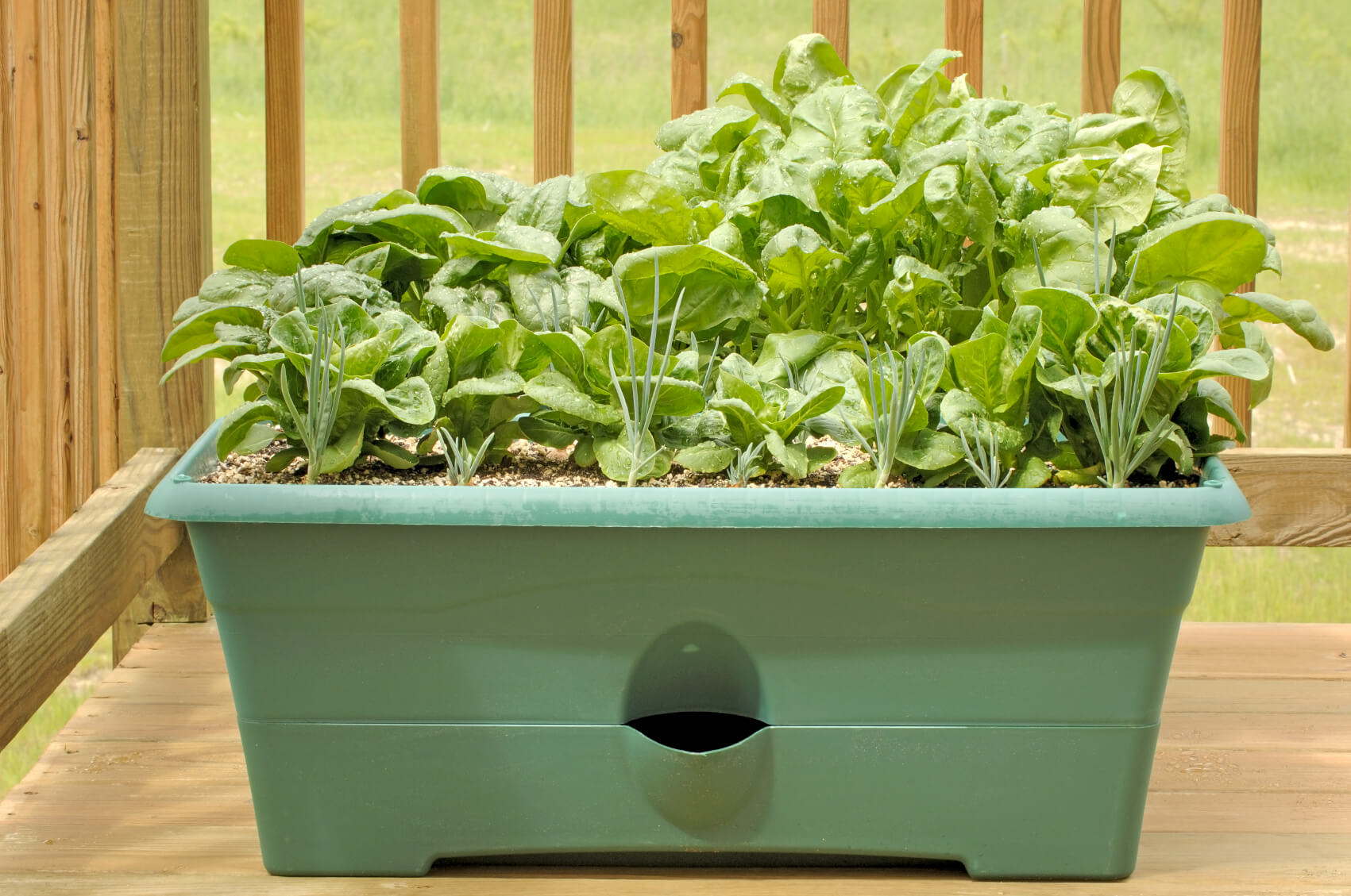 grow spinach in a pot
