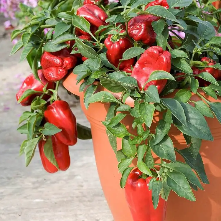 red bell peppers in a pot