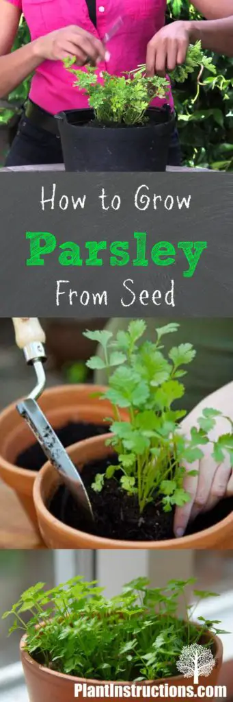 Grow Parsley From Seed