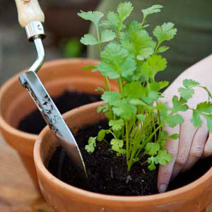 planting parsley