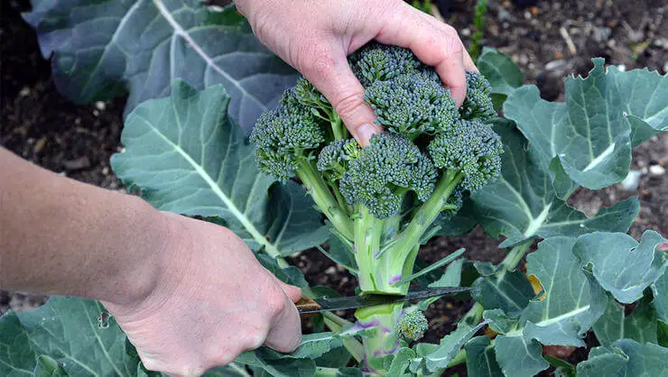broccoli harvest