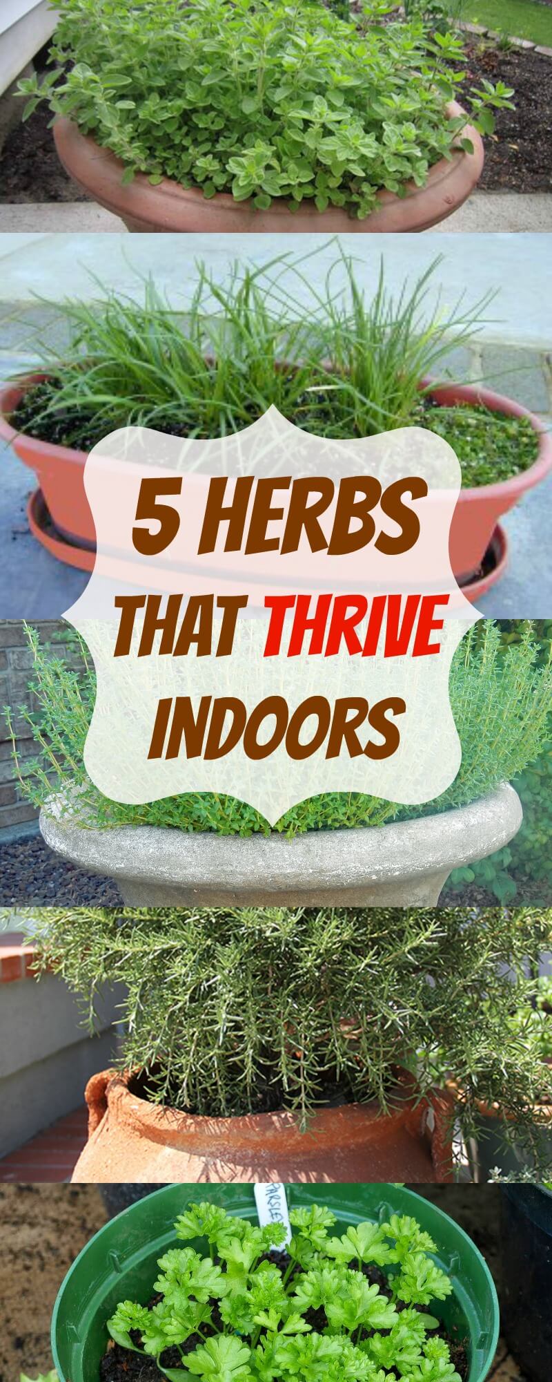 herbs that thrive indoors