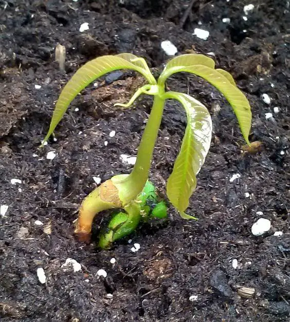 growing mango from seed