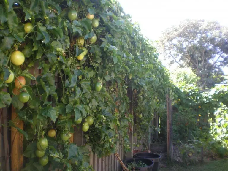 passion fruit growing on a fence