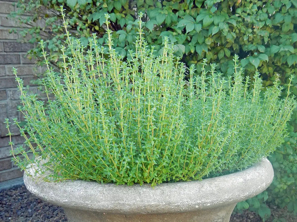 thyme in a pot
