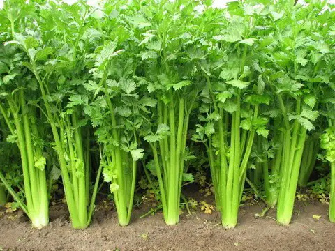 celery plant