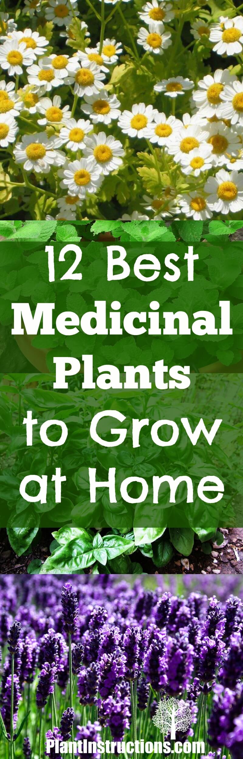 medicinal plants to grow at home