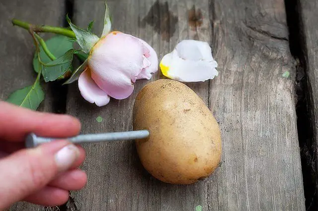 regrowing roses in potatoes