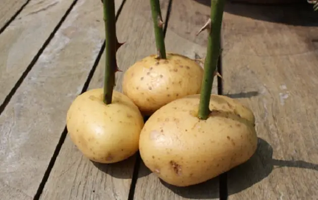 rose stems in potatoes