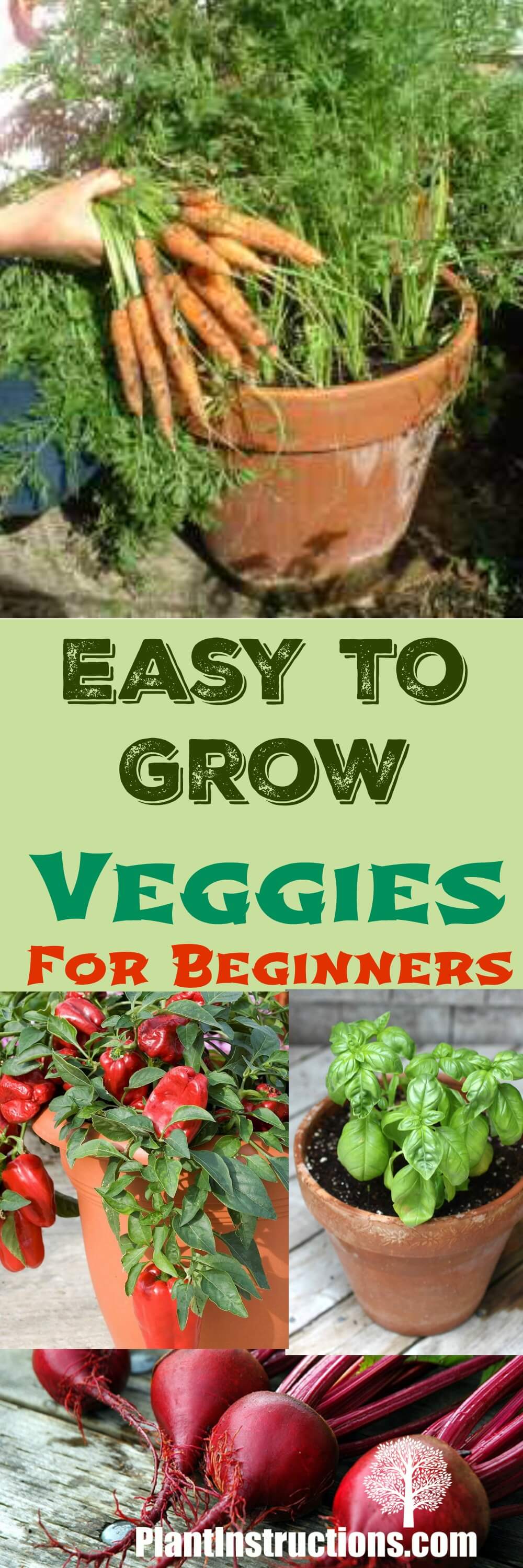 Easy to Grow Veggies