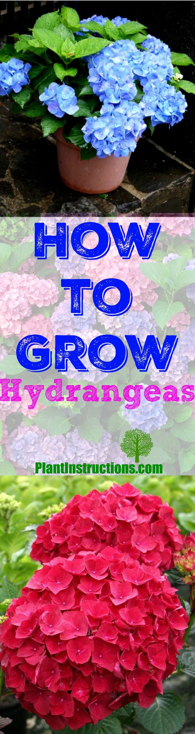 Grow Hydrangeas