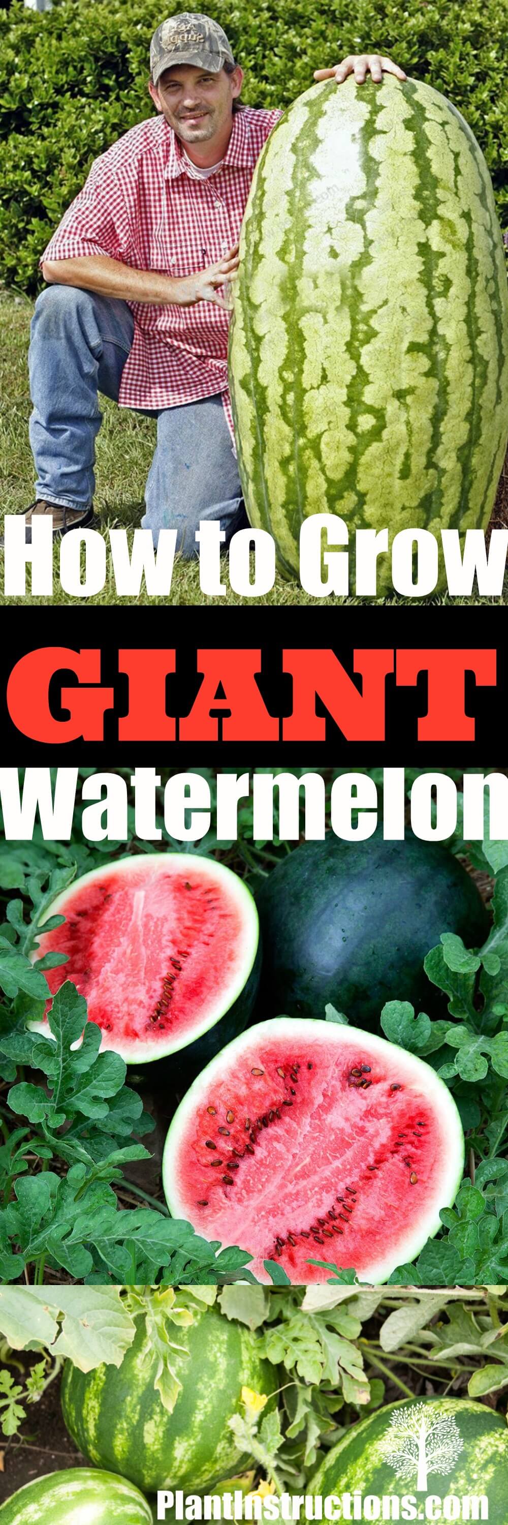 Grow Watermelon