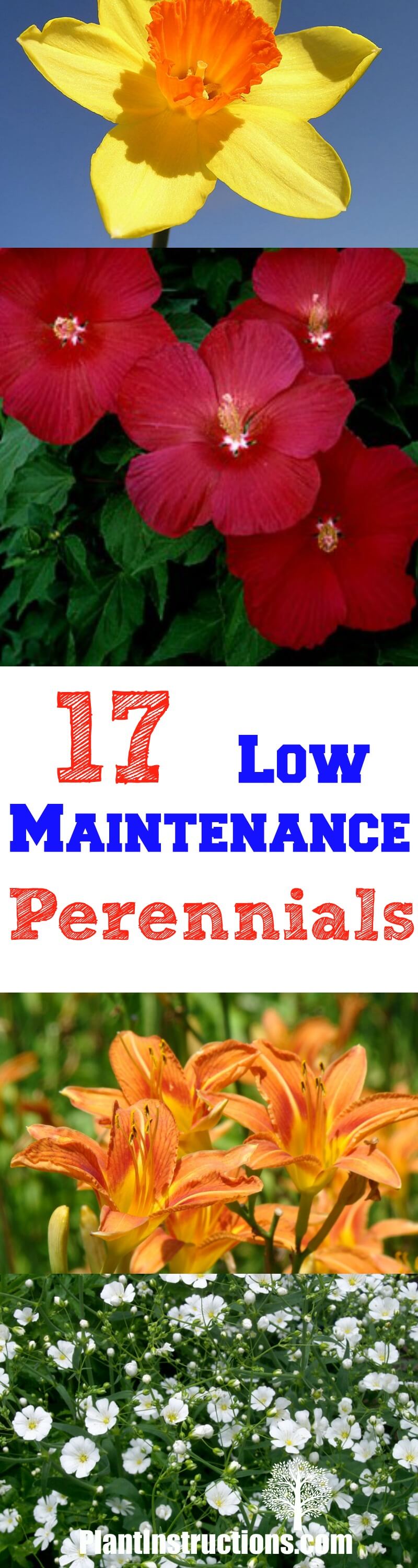 Low Maintenance Perennials
