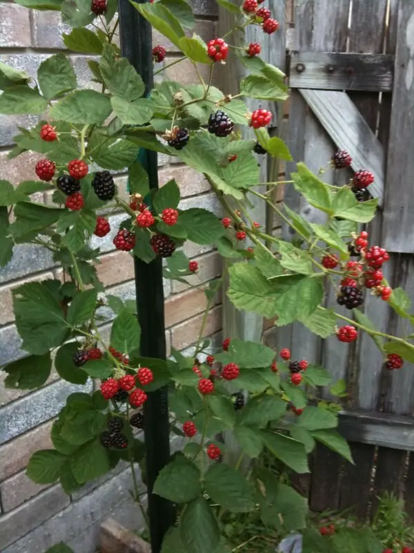 blackberries in pot
