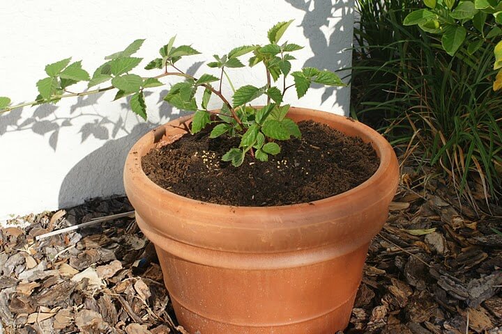 blackberry plant in pot