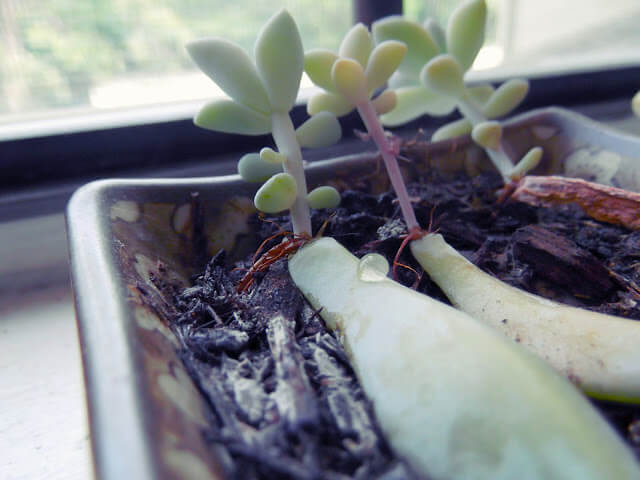regrowing succulents from leaf