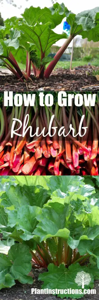 Grow Rhubarb
