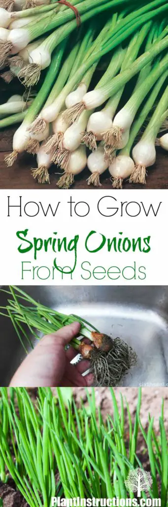 Grow Spring Onions
