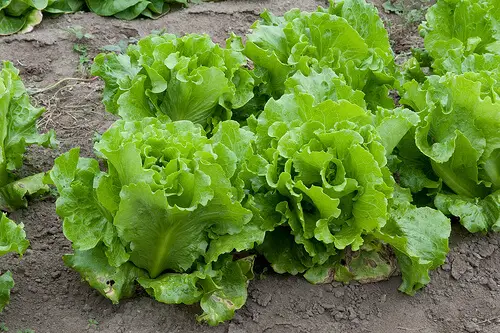 black seed simpson lettuce