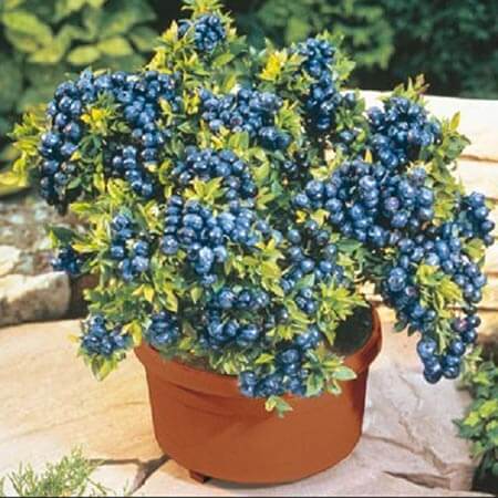 blueberries in pot