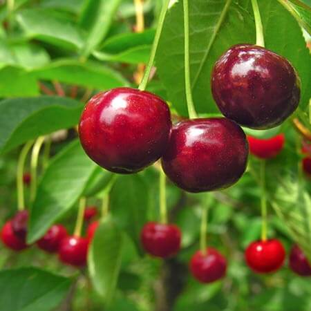 cherries on tree