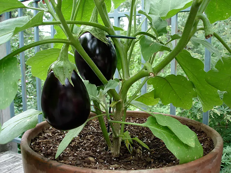 eggplant in pot