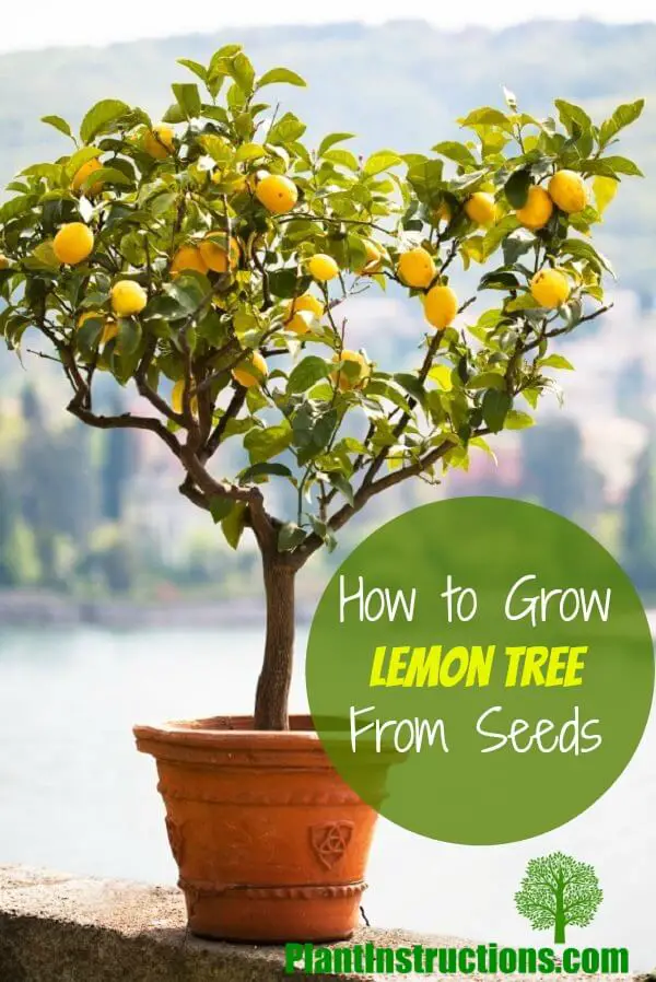 how to grow a lemon tree from seeds
