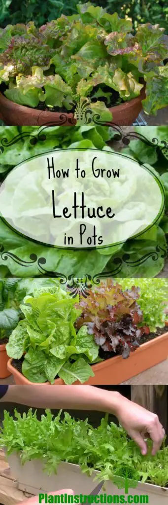 how to grow lettuce in pots