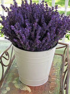 lavender in pot