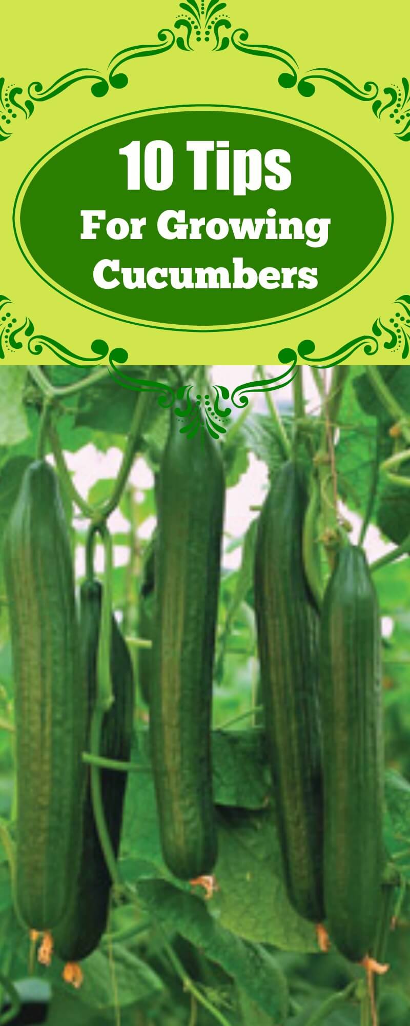 growing cucumbers