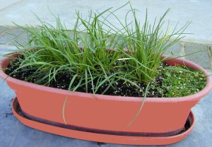 chives in a pot