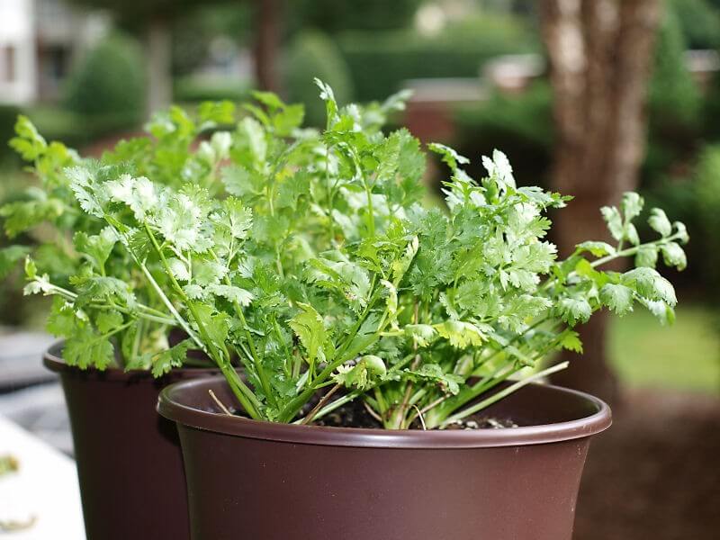 cilantro in a pot