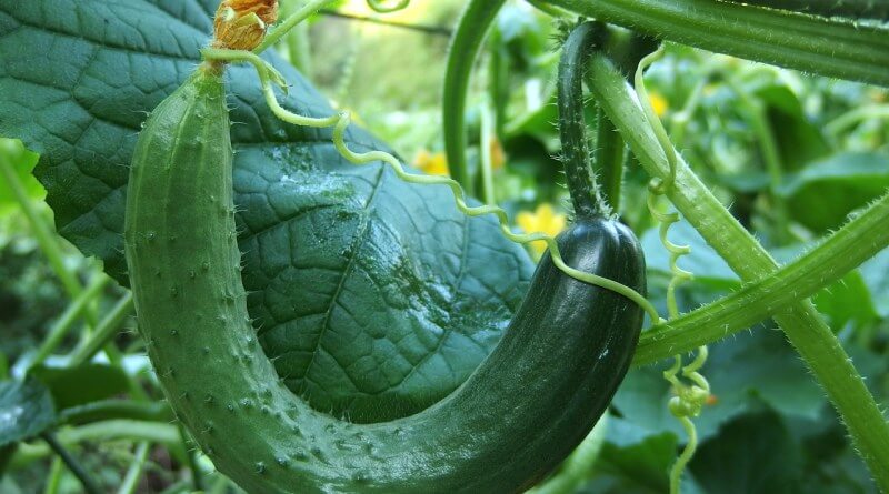 cucumbers on the vine