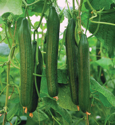 cucumbers growing