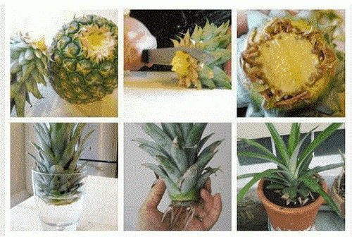 how to grow your own pineapple plant