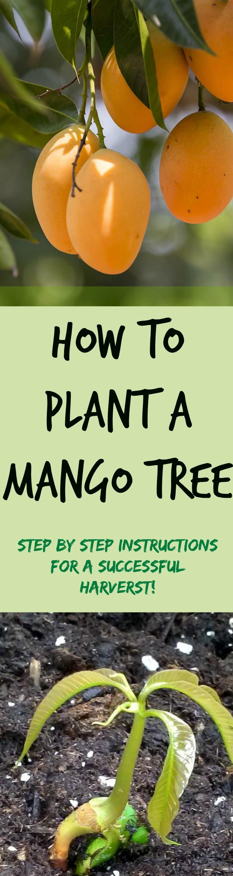 How to Plant Mango Seed - Plant Instructions