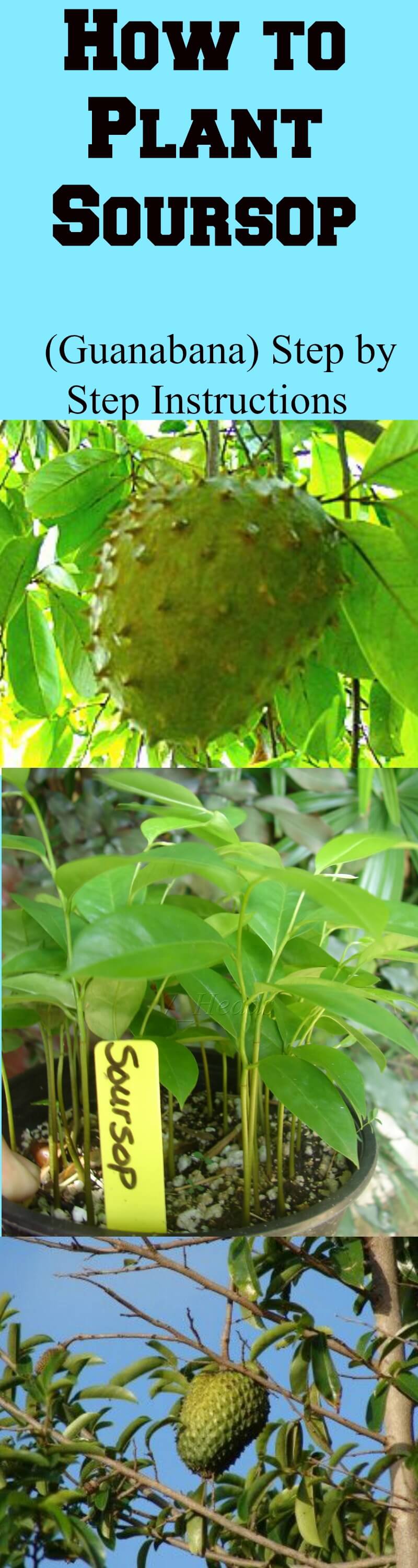 how-to-plant-soursop-plant-instructions