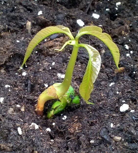 mango seeds growing