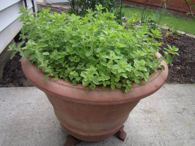 oregano in a pot