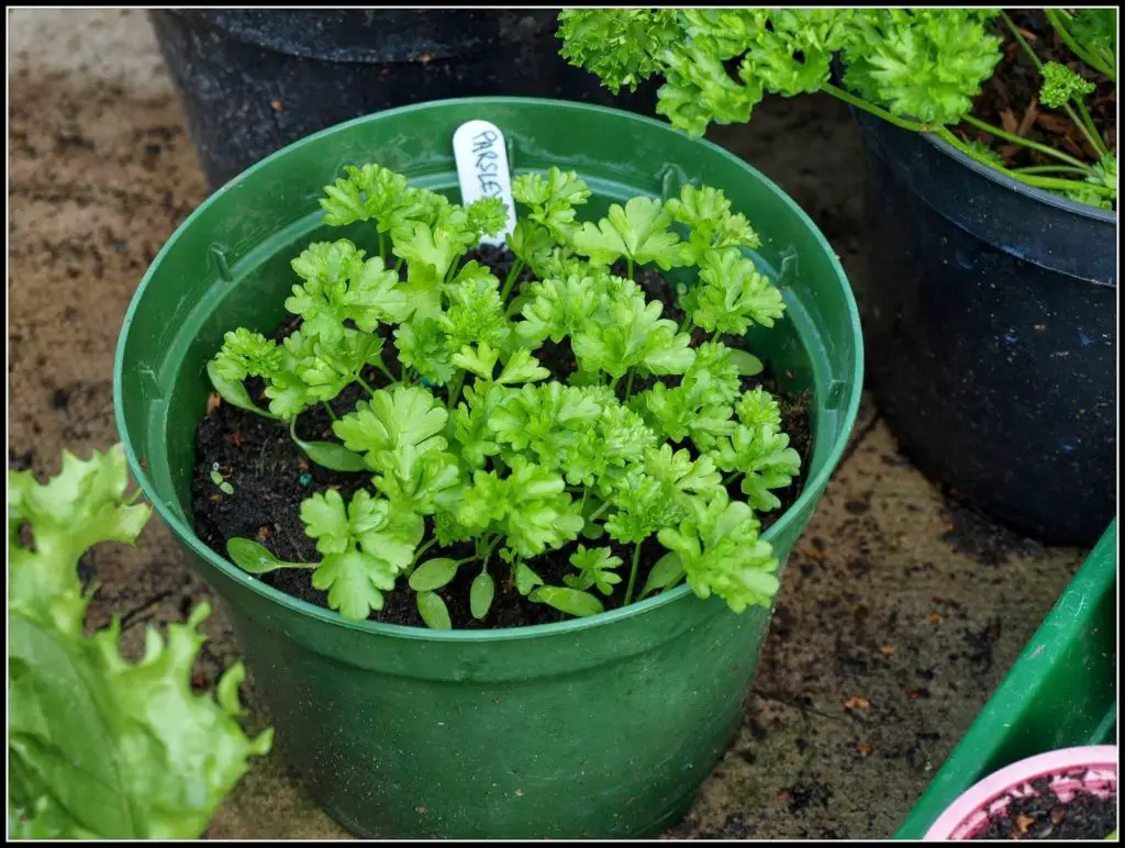parsley in a pot