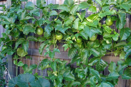 passion fruit fence