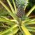 How to Grow A Pineapple Plant at Home