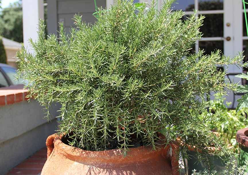 Rosemary in Container