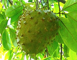 soursop fruit