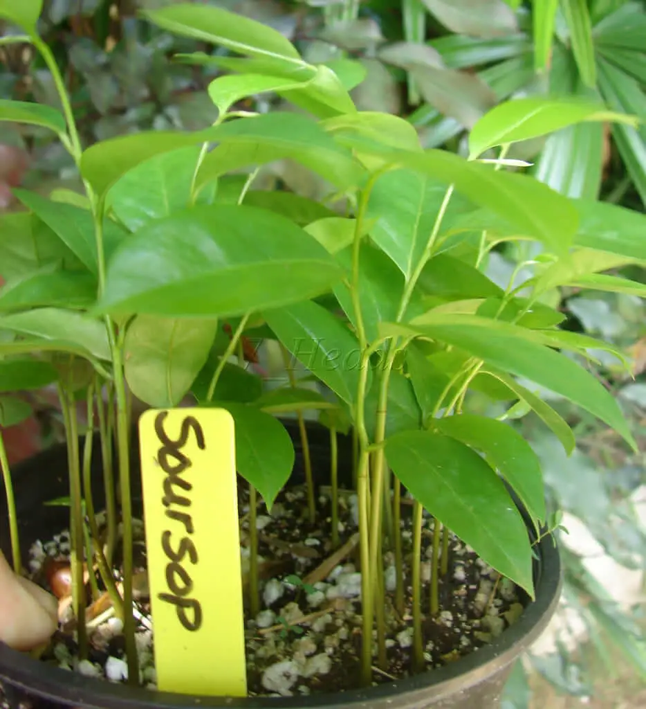 guanabana plant