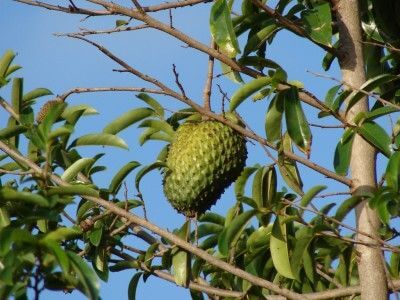 guanabana fruit