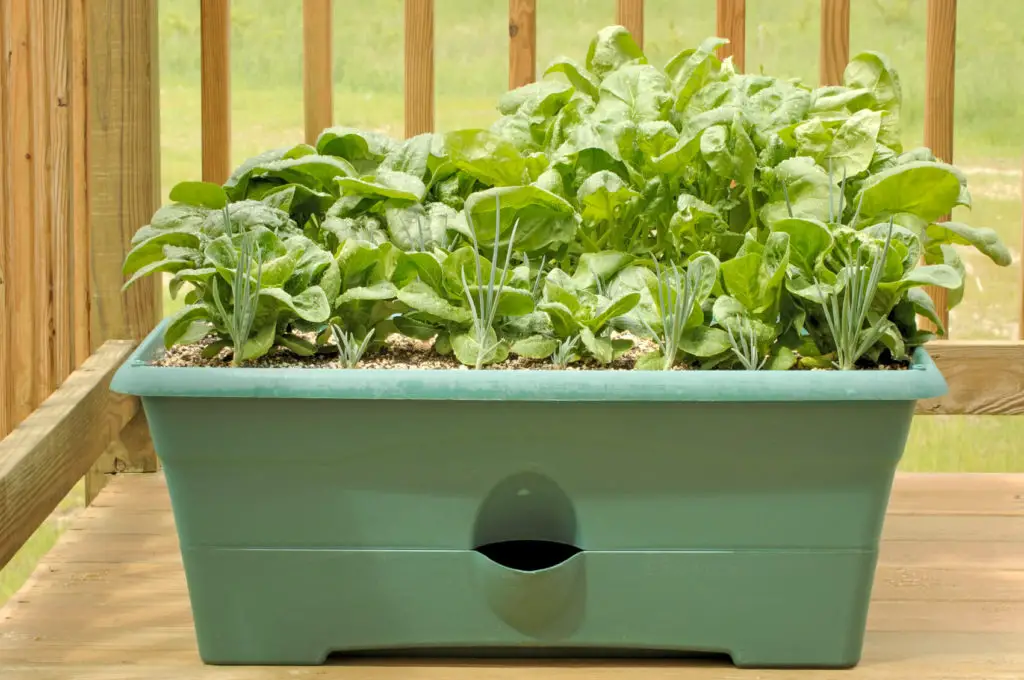 how to grow spinach in a pot