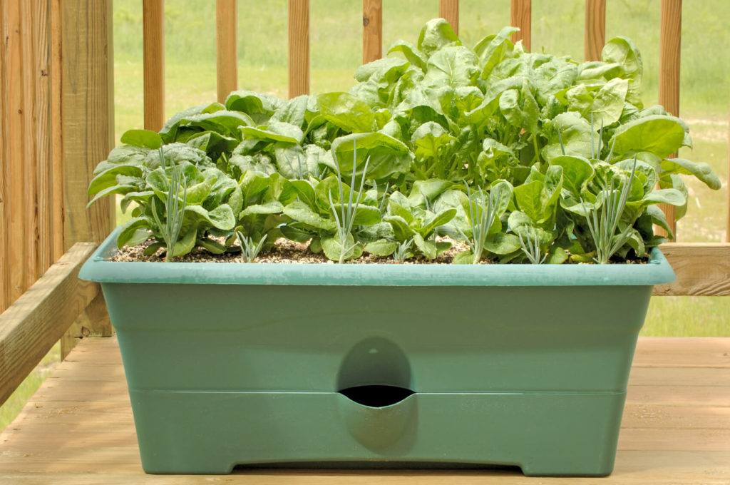 spinach growing in shade