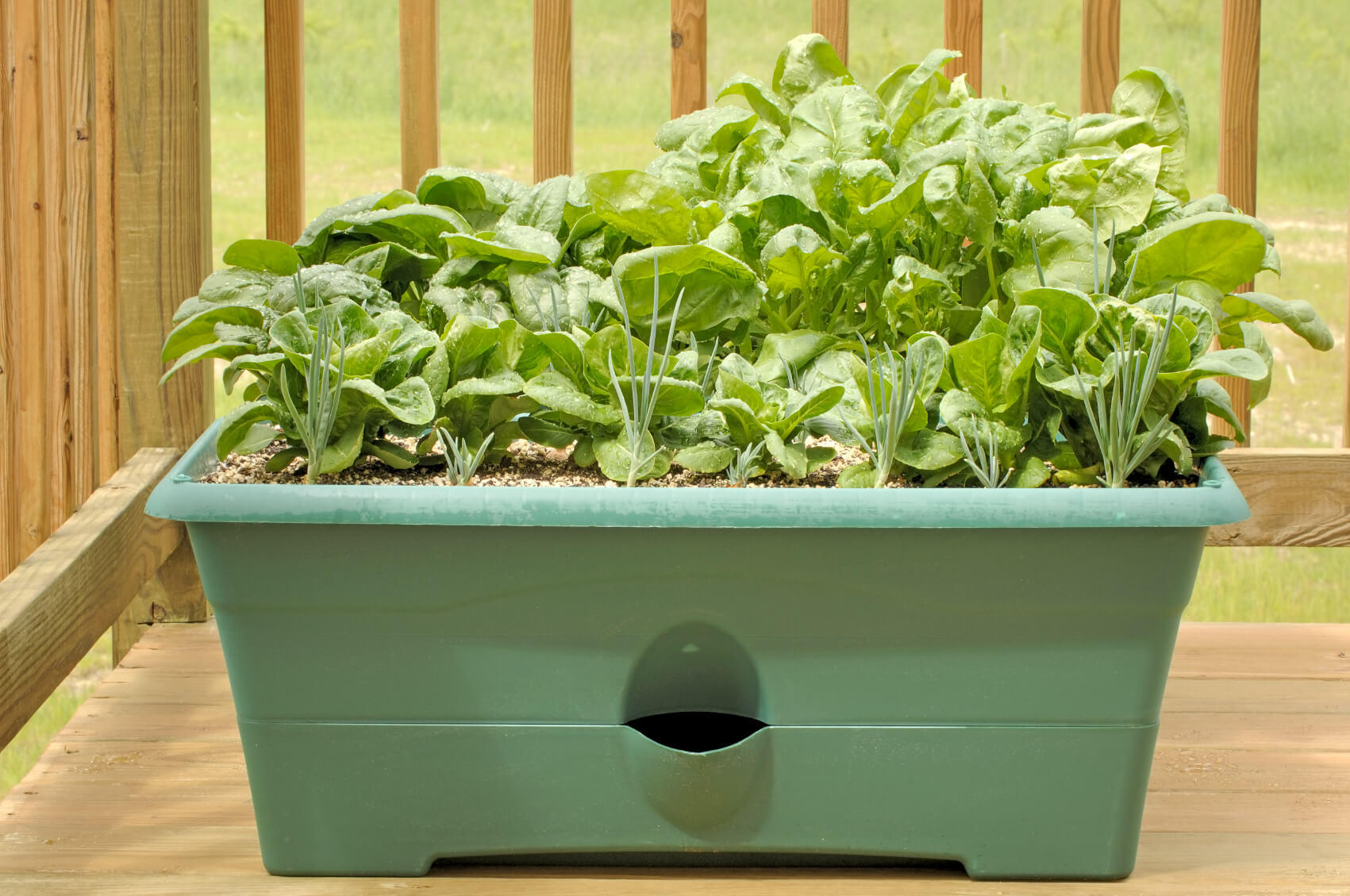 20 Best Vegetables to Grow in Pots Plant Instructions