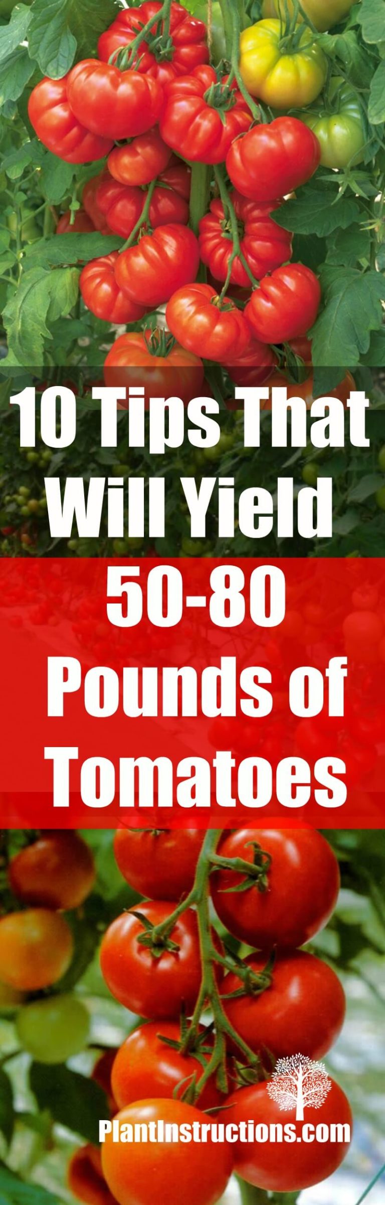 10 Tips That Will Yield a Lot of Tomatoes (50-80 Pounds) - Plant ...